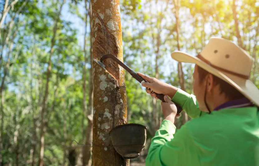 Giá cao su chịu áp lực từ thời tiết và đồng yên mạnh lên ngày 17/09